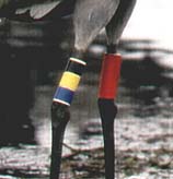 På höger ben har den en individuell färgkombination som alltid läses uppifrån, d v s svart-gul-blå.